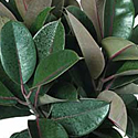 Rubber Plant