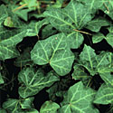 Algerian Ivy