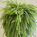 Boston Fern