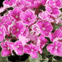 African Violet