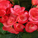 Elatior Begonia