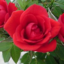 Mini Rose