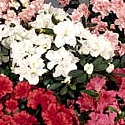 Florist Azalea