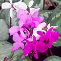 Cyclamen