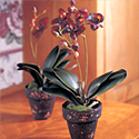 Silk Orchid