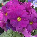 German Primrose