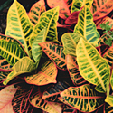 Croton