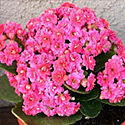 Kalanchoe