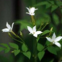 Jasmine