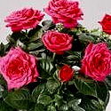 Mini Roses