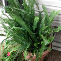 Australian Sword Fern