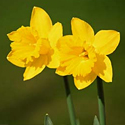 Daffodil