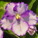 African Violet