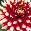 Dahlia 'Duet'