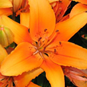 Tiger Lily 'Orange Tiger'