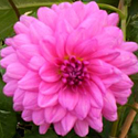 Dahlia 'Rosella'