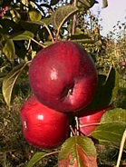 Cortland Apple Tree