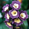 Primula