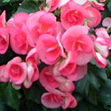 Tuberous Begonia