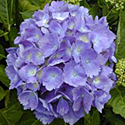 Hydrangea