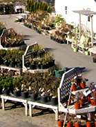 Trees and Shrubs Have Arrived