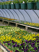 Pansies