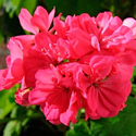 Zonal Geranium