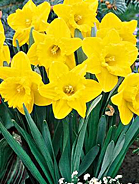 Daffodils