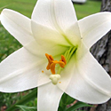 Easter Lily