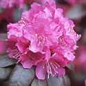 Rhododendrom 'PJM'