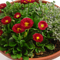 Spring Magic Color Bowl