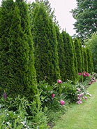 Arborvitae