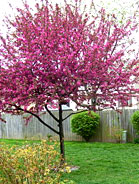 Crabapple