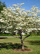 Dogwood