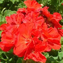 Primula 'You and Me Shades'