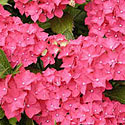 Rhododendrom 'PJM'