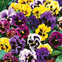 Pansies