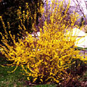 Forsythia 'Lynwood'