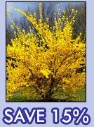 Forsythia