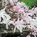 Magnolia 'Leonard Messel'