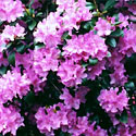 Rhododendron 'PJM'