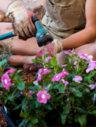 Watering Annuals