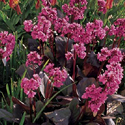 Bergenia 'Cabernet'