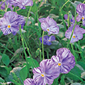 Viola 'Columbine'