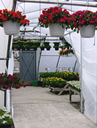 New Greenhouse