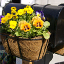 Mailbox Planter
