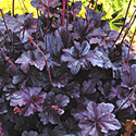 Heuchera 'Obsidian'