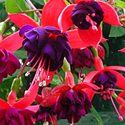 Fuchsia