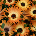 Osteospermum
