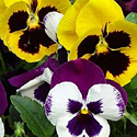 Pansies